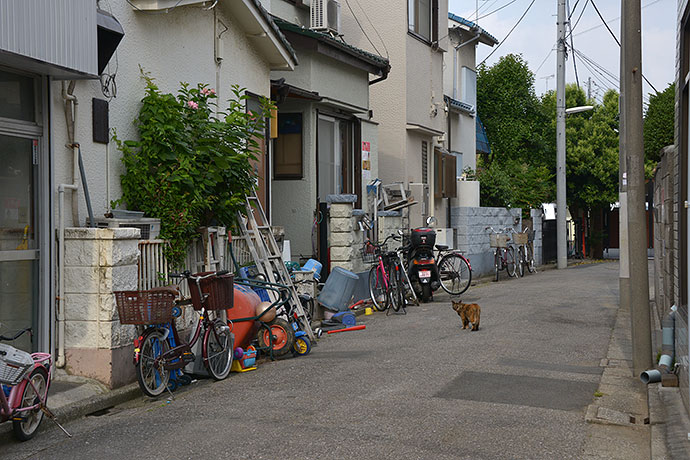 街のねこたち