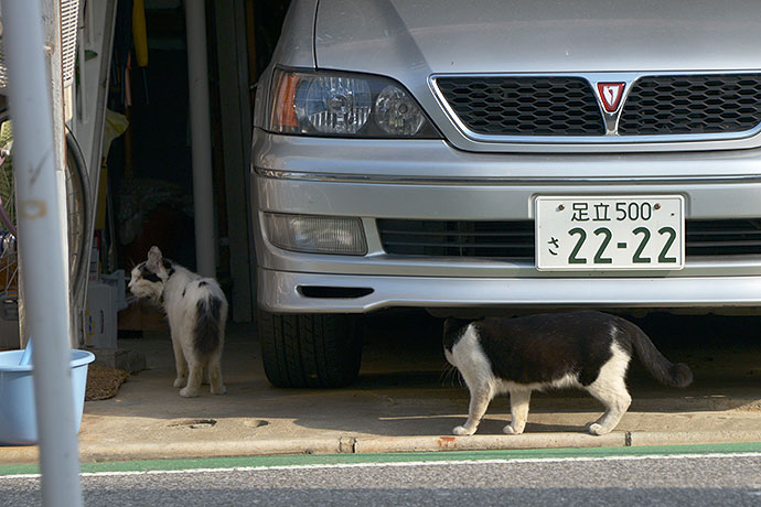 街のねこたち