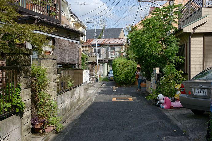 街のねこたち