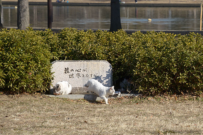 街のねこたち