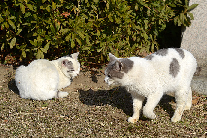 街のねこたち