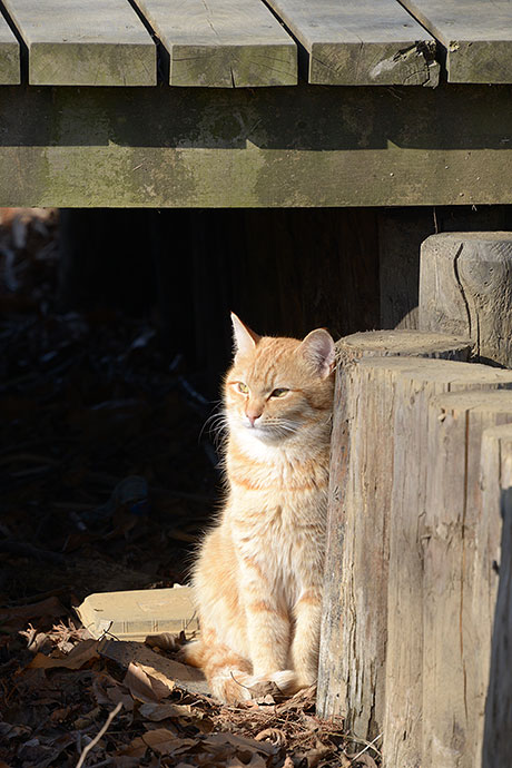 街のねこたち