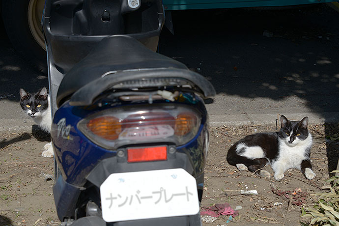 街のねこたち