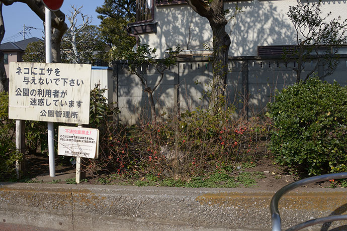街のねこたち