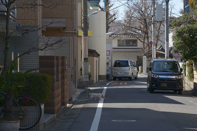 街のねこたち
