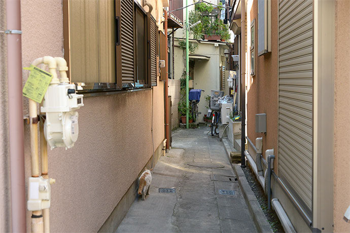街のねこたち