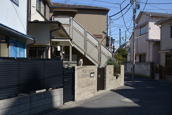 街のねこたち