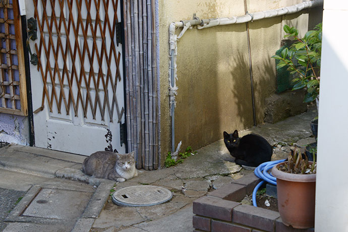 街のねこたち