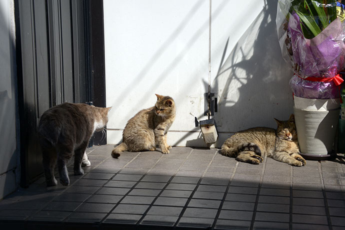 街のねこたち
