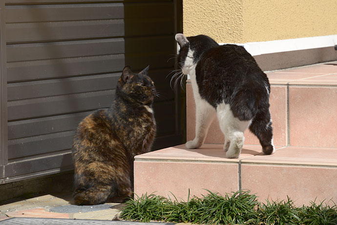 街のねこたち