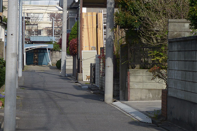街のねこたち