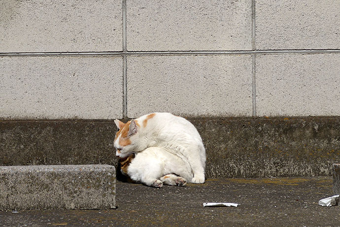 街のねこたち