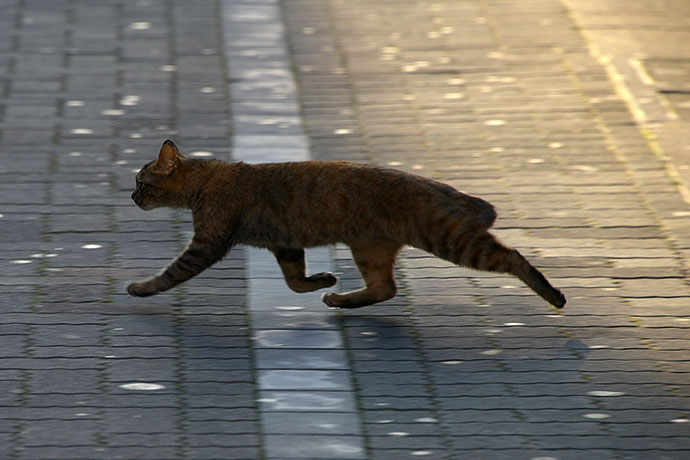 街のねこたち