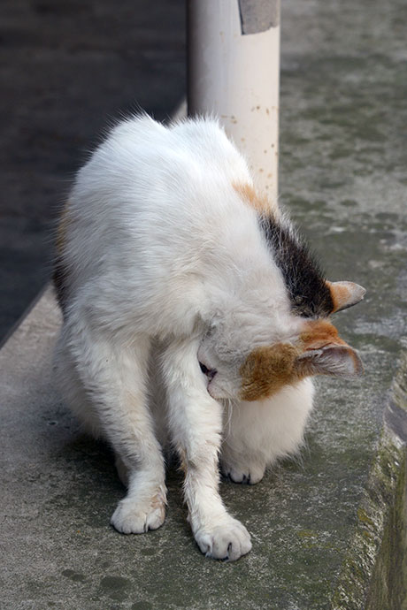 街のねこたち