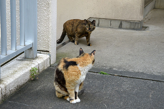 街のねこたち