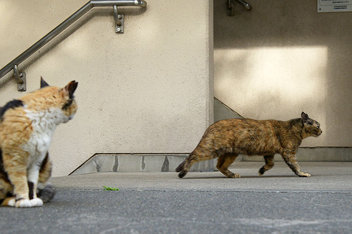 街のねこたち
