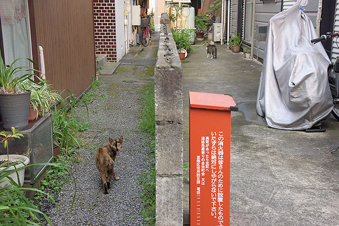 街のねこたち