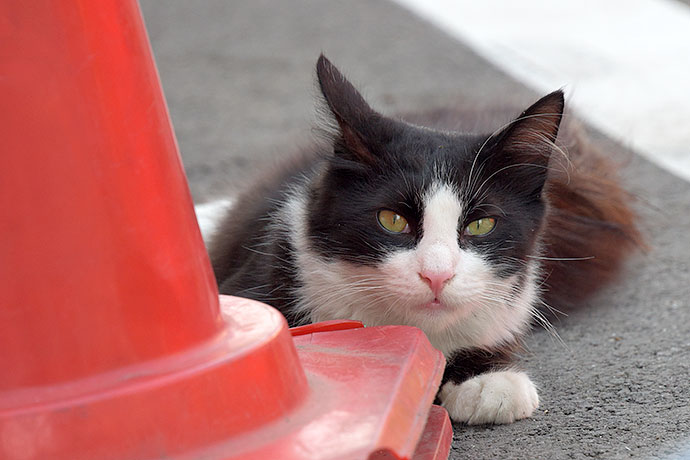 街のねこたち