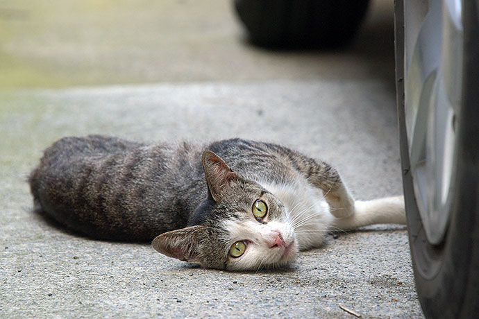 街のねこたち