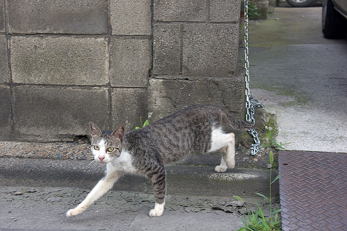 街のねこたち