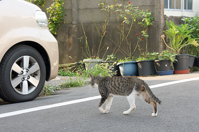 街のねこたち