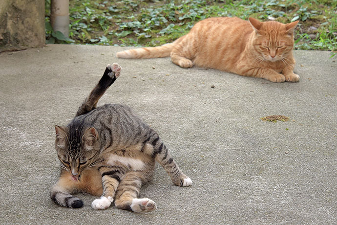 街のねこたち