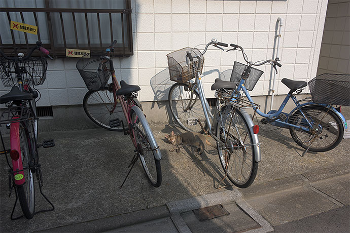 街のねこたち