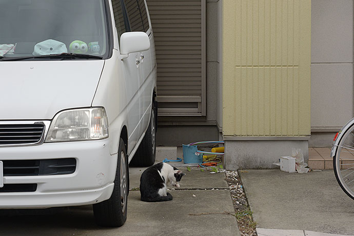 街のねこたち
