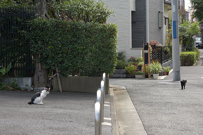 街のねこたち