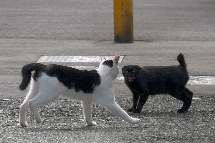 街のねこたち