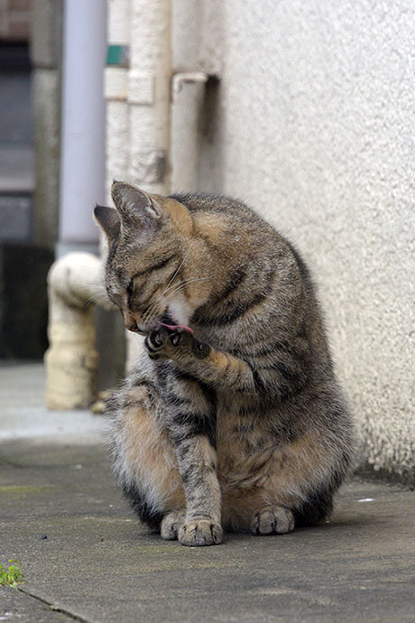 街のねこたち