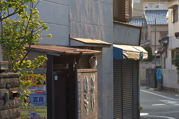 街のねこたち