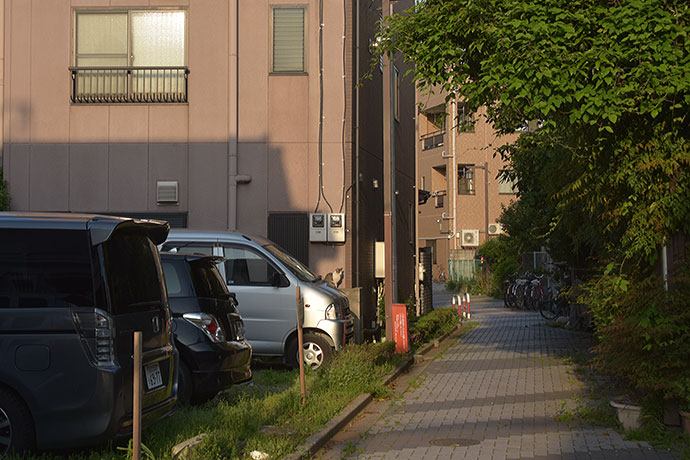 街のねこたち