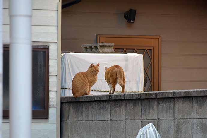 街のねこたち