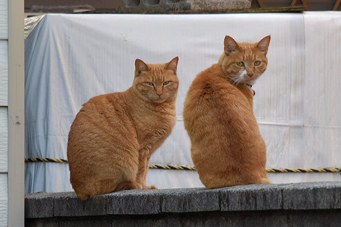 街のねこたち