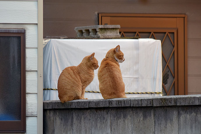 街のねこたち