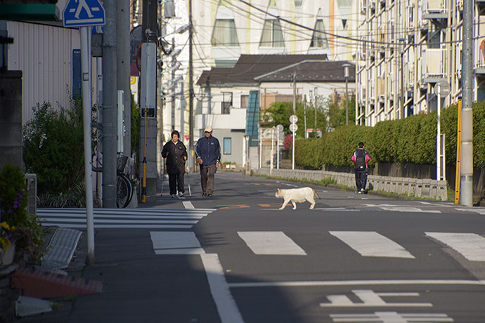 街のねこたち