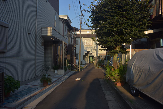 街のねこたち
