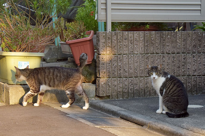 街のねこたち