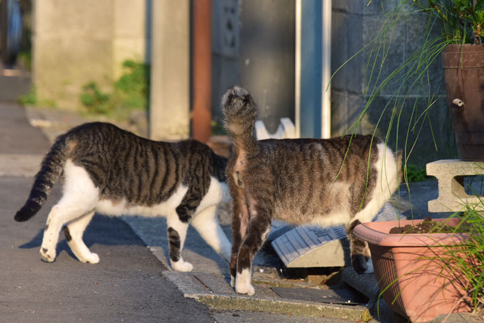 街のねこたち