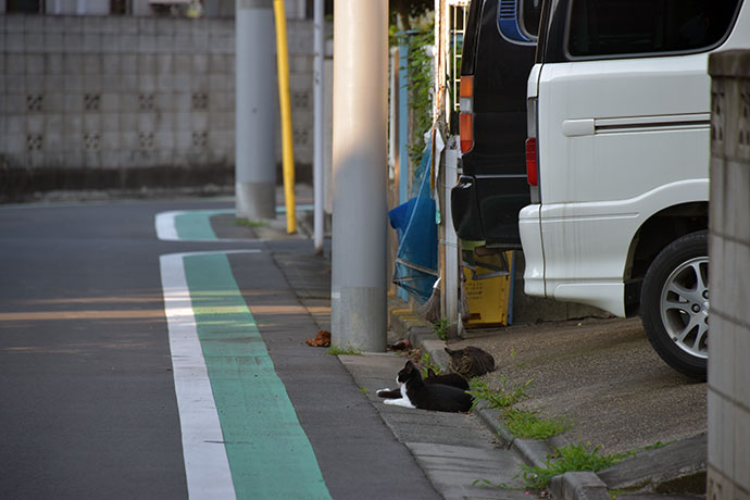 街のねこたち