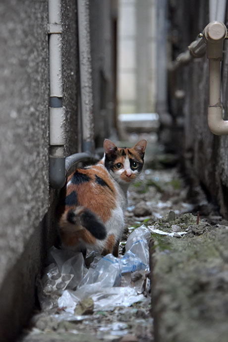 街のねこたち