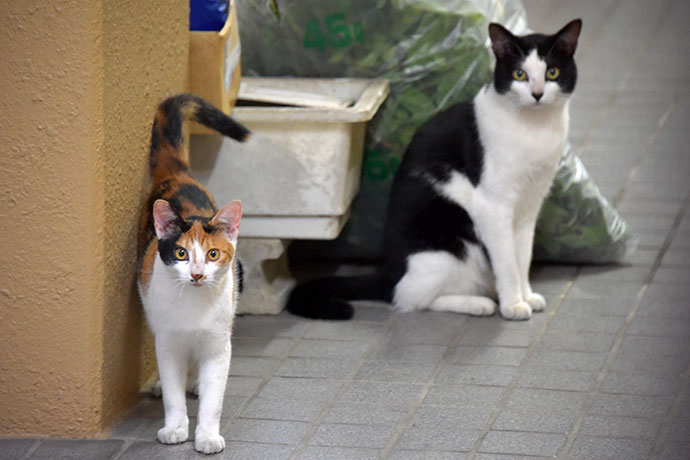 街のねこたち