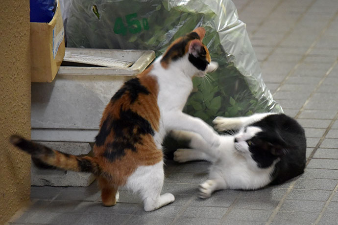 街のねこたち