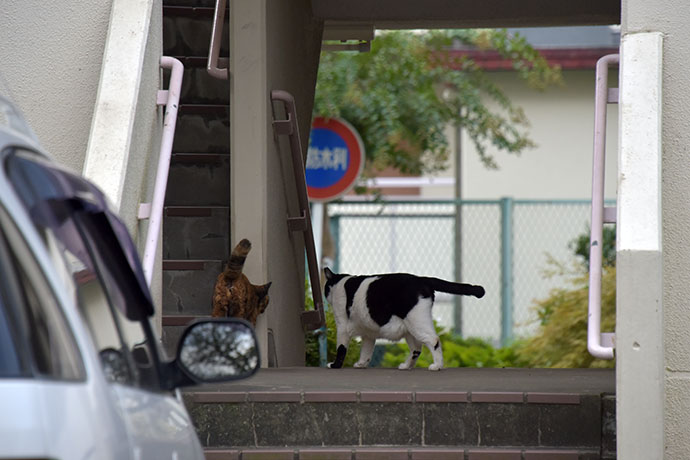 街のねこたち