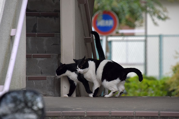 街のねこたち