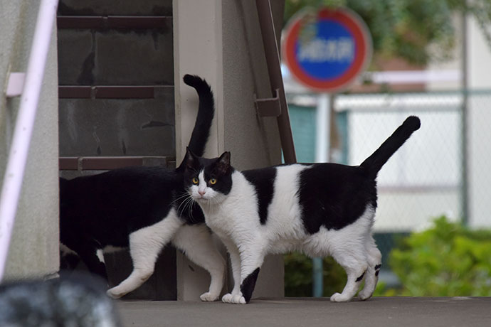 街のねこたち
