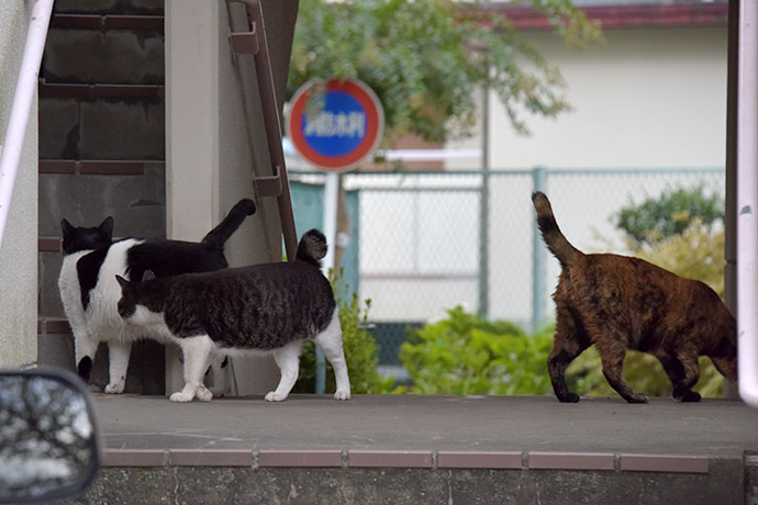 街のねこたち
