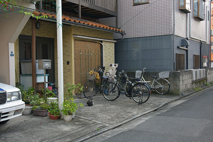 街のねこたち