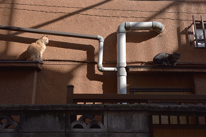 街のねこたち